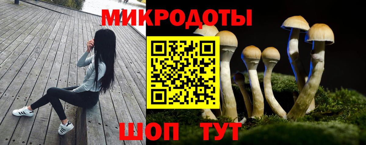 Псилоцибиновые грибы Psilocybe Великий Новгород
